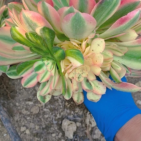 212雅典娜多肉植物