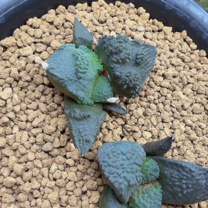 蓝紫超级连山珊瑚血怒