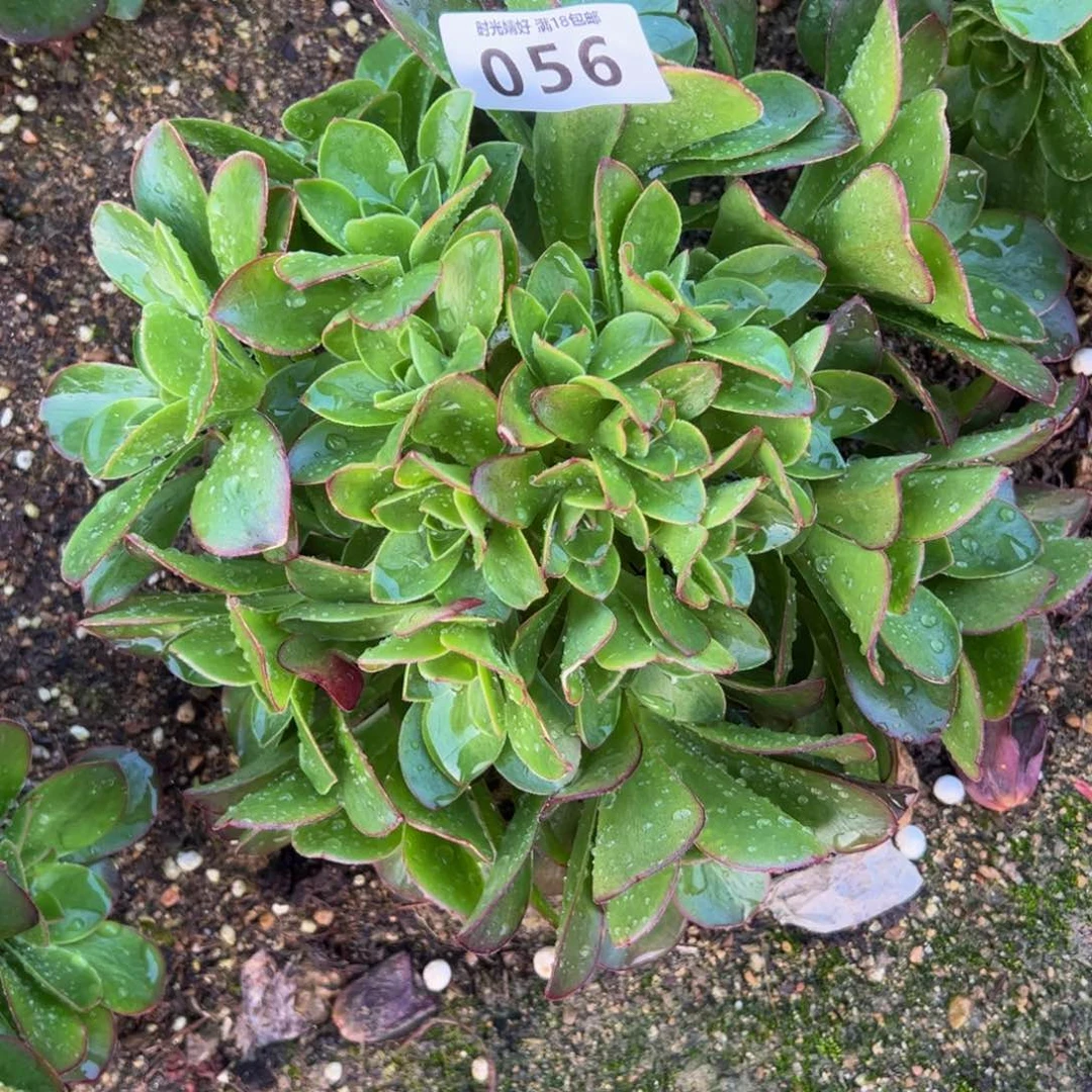 056魅金玫瑰多肉植物