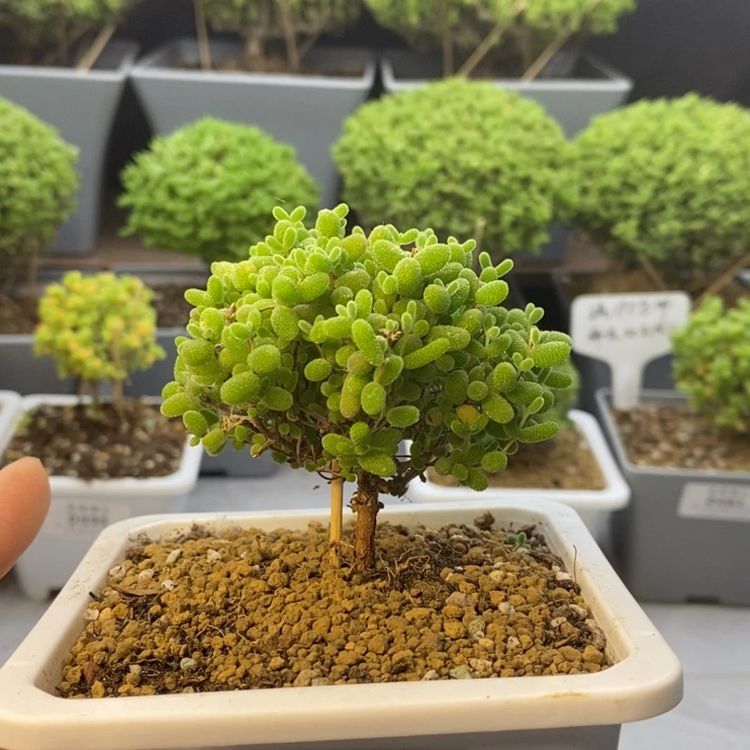 003蜜橘糖球枝干