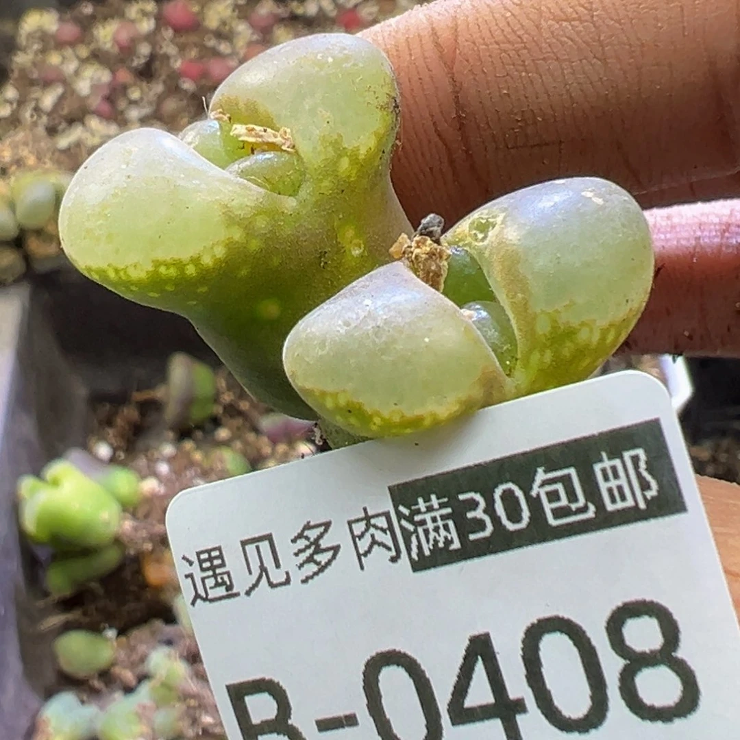 多肉植物1111111111111
