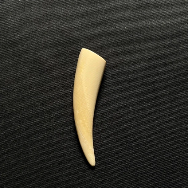 PJA29 牙尖 只做天然猛犸牙