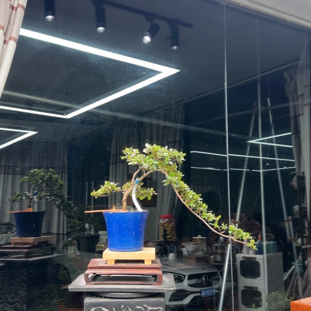 小***z无花朵花卉苗木花卉230