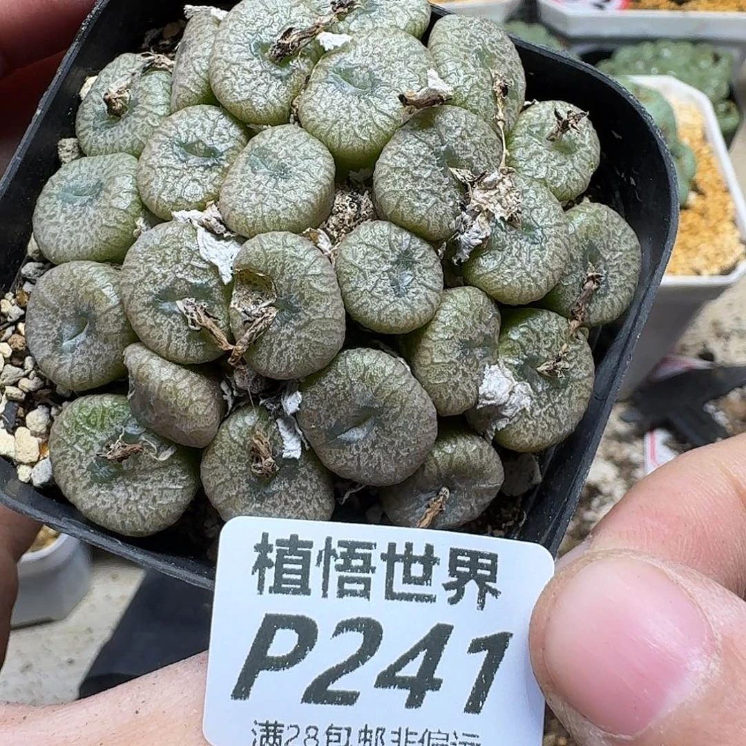 多肉植物的人生ghjk