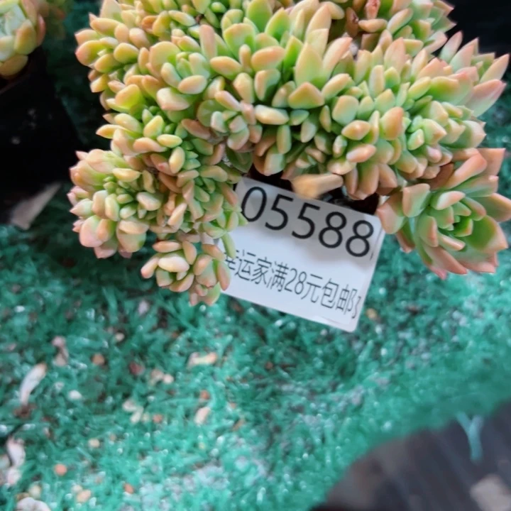 幸运的人会遇到你喜欢