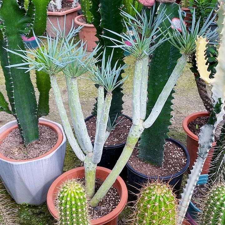 宸***咪完全开放天龙树裸根发货