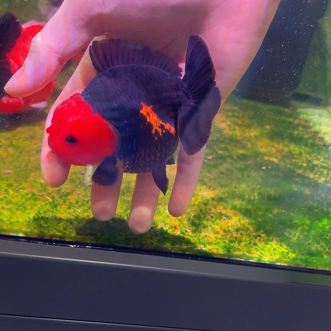 海水鱼木木与兰寿金鱼