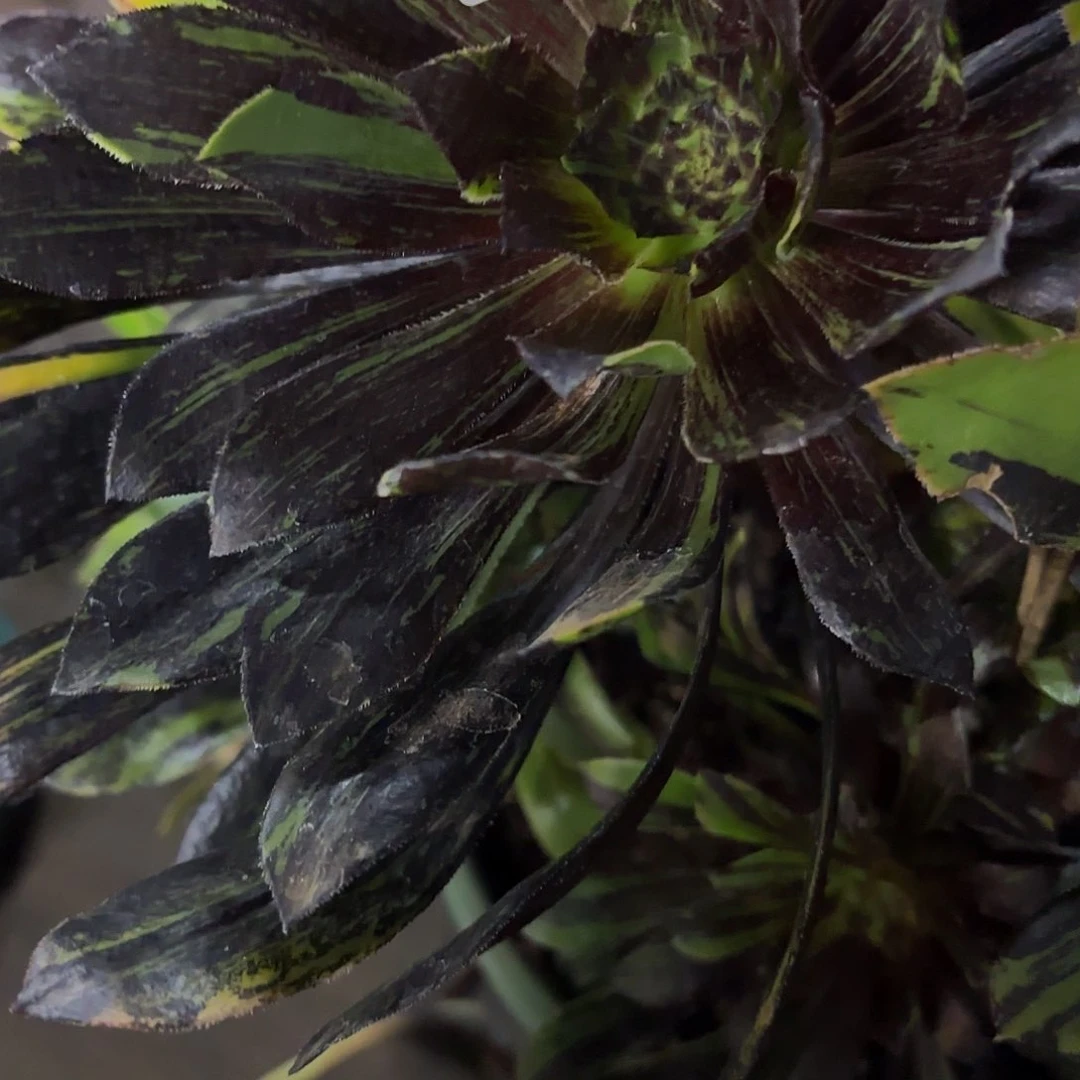 平*凡多肉植物福利173