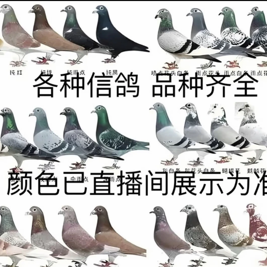 现挑现选信鸽种鸽含异色鸽子及鸽子窝