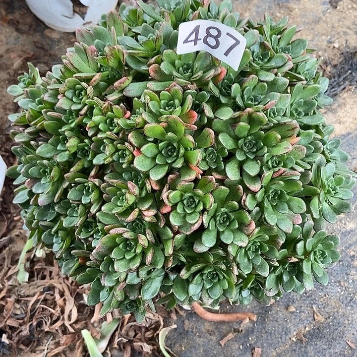 小狐狸487多肉不包断