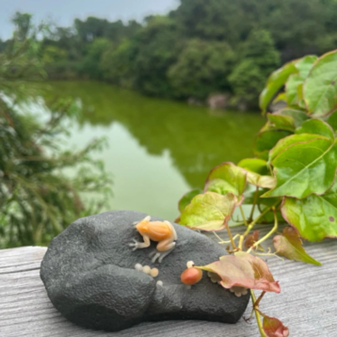 五彩芙蓉石天然俏色巧雕 蛙趣