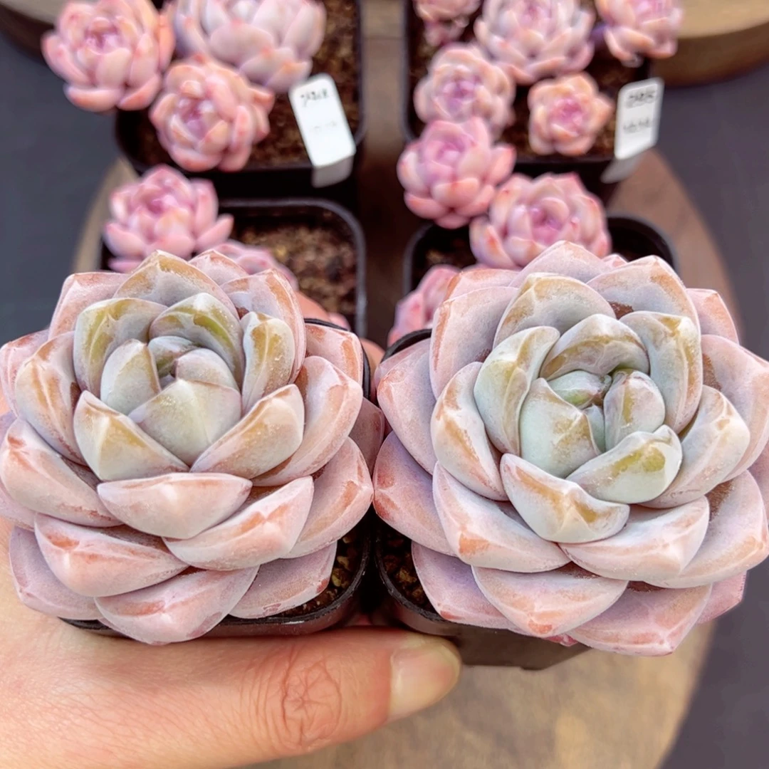 糖糖量拍—哈哈哈哈哈哈