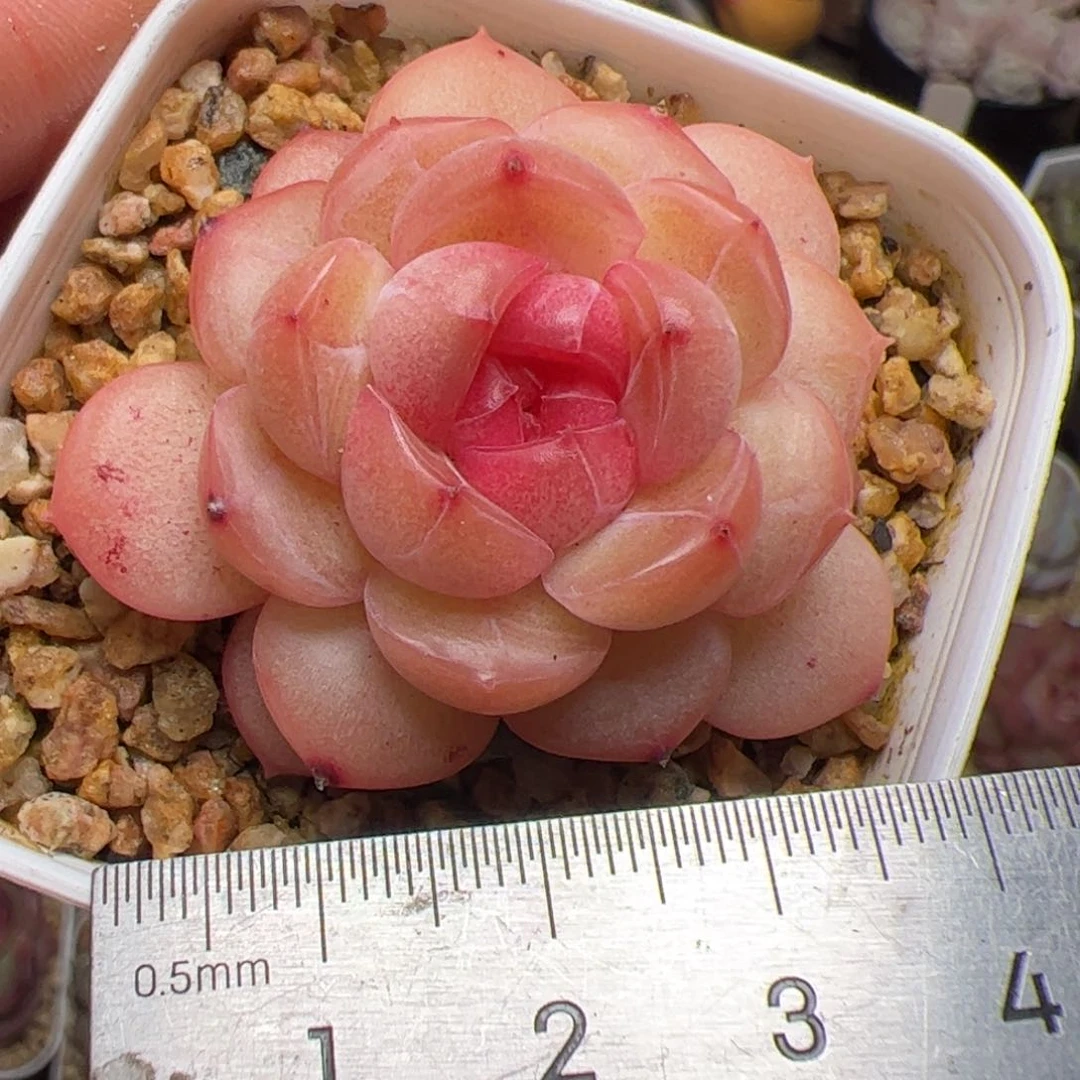 635 多肉植物组合盆栽