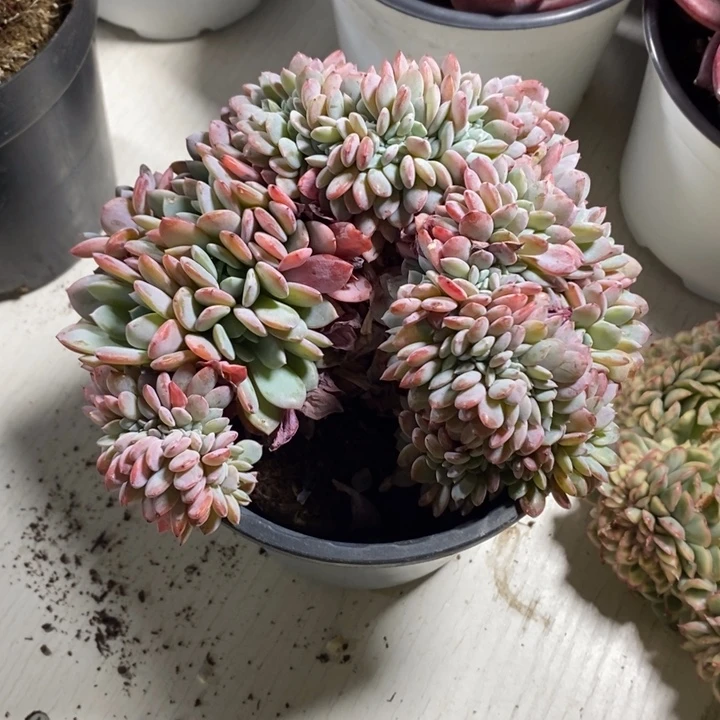 啦咯啦咯啦咯卡姐姐