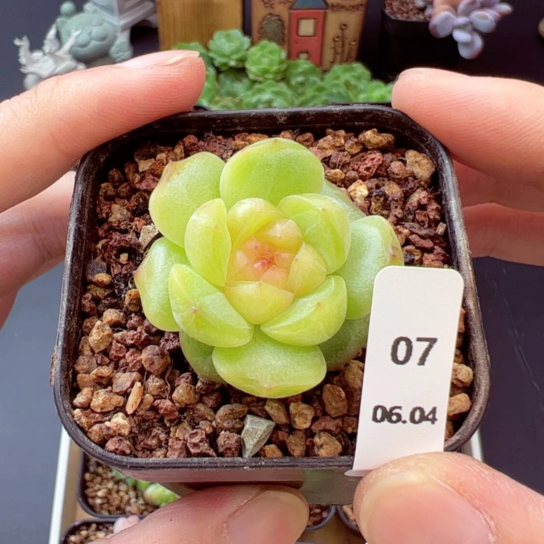 l**U好好看07、哈哈哈哈