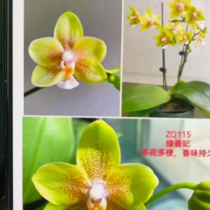 绿香妃2.5新苗不带剑根不多