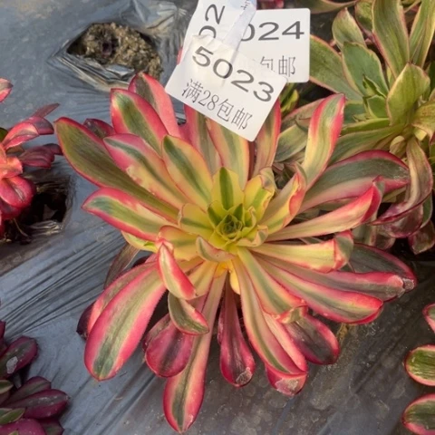 阿波罗多肉多肉5023