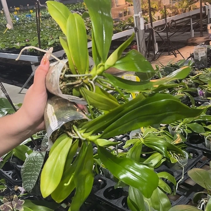 完全开放盾花红白跳