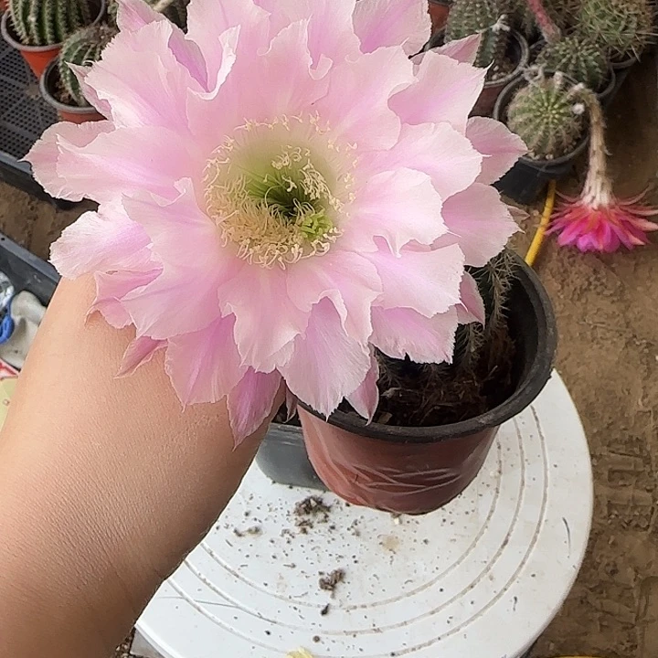 无花朵蝶*影带根彩草80