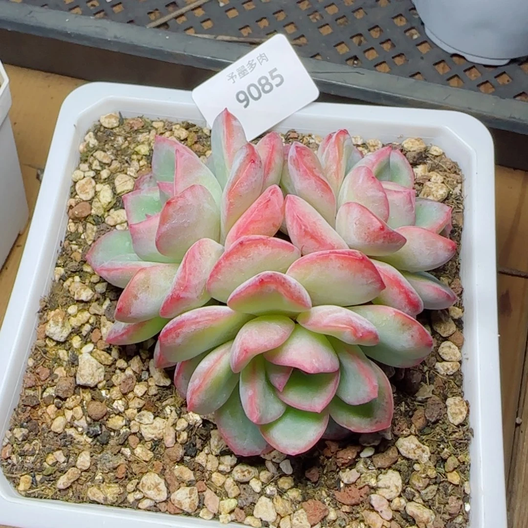 泡芙无砍，9085多肉植物