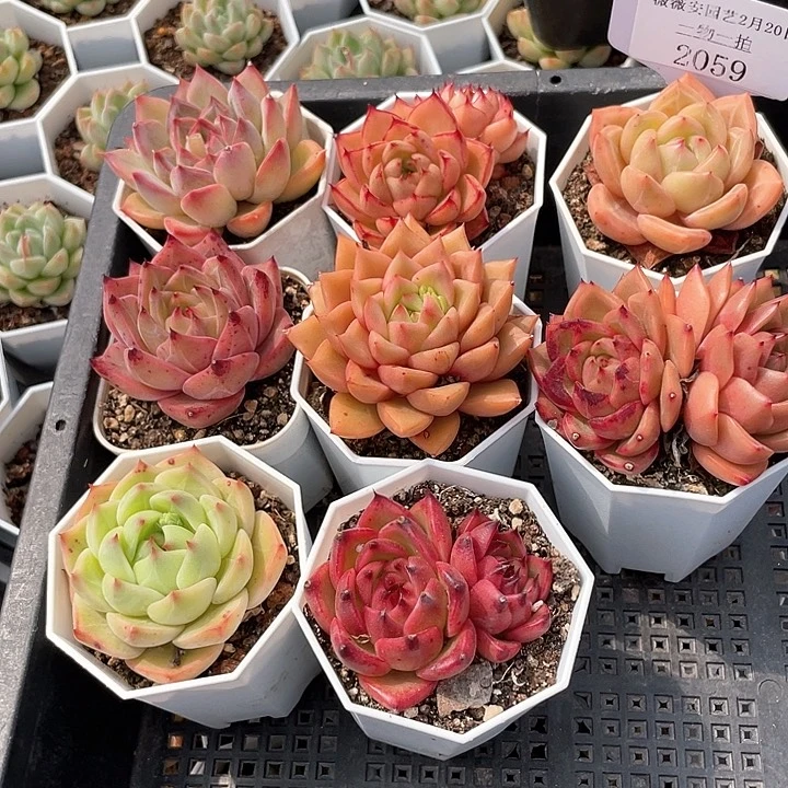 薇薇安园艺多肉2059
