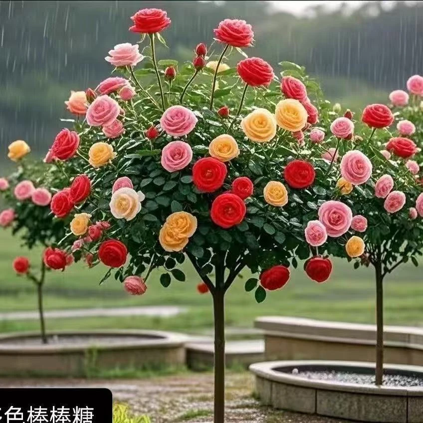 重复循环开花欧月矮装树状多色月季多季节开花南北方庭院花园种植
