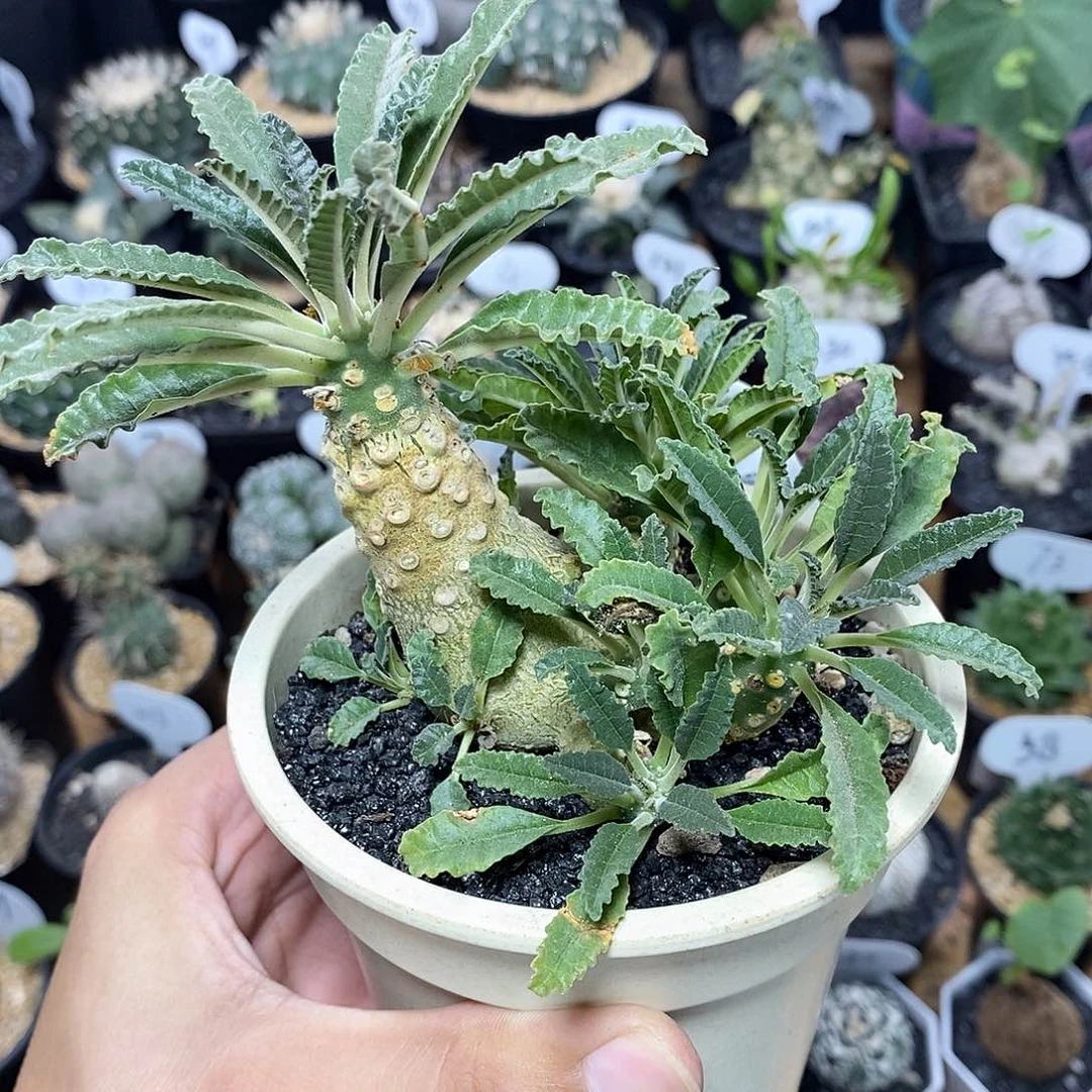 群生椰子琉桑310号8cm