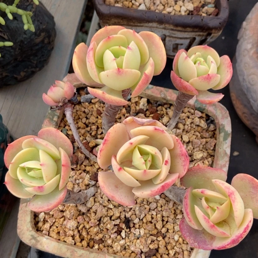 【闪购商品】鸡蛋碧桃