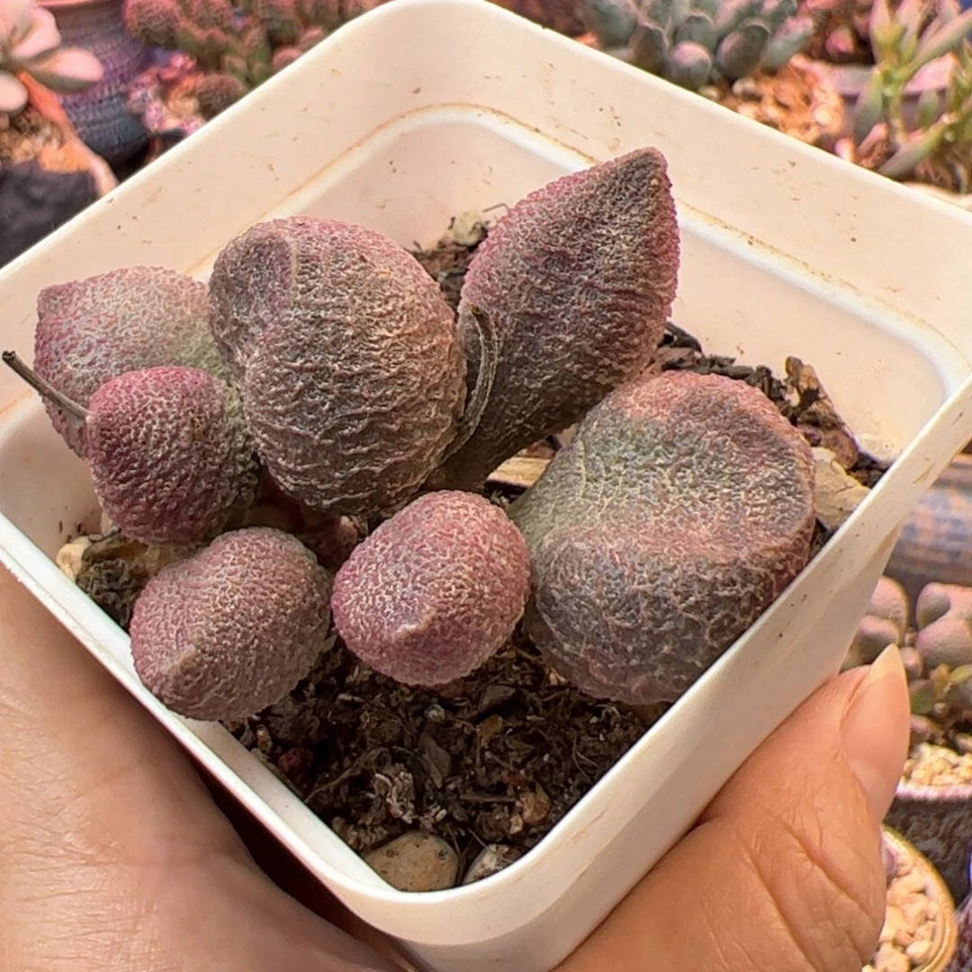 拐***牛水蜜桃。