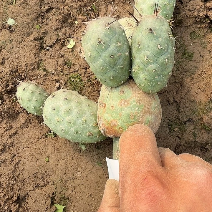 金刺红花习志野八头0347