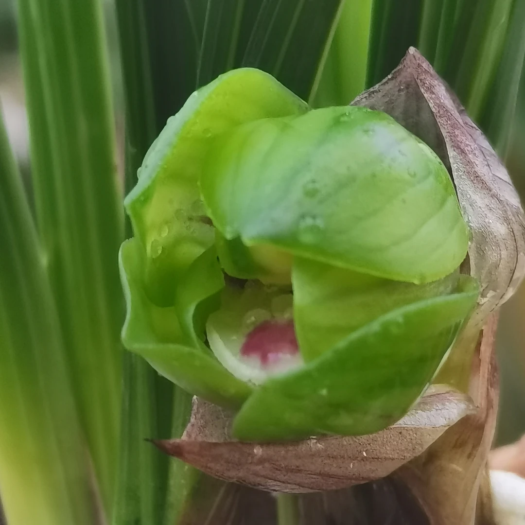 带花苞浓香春兰绿云兰花苗室内外庭院盆栽绿植