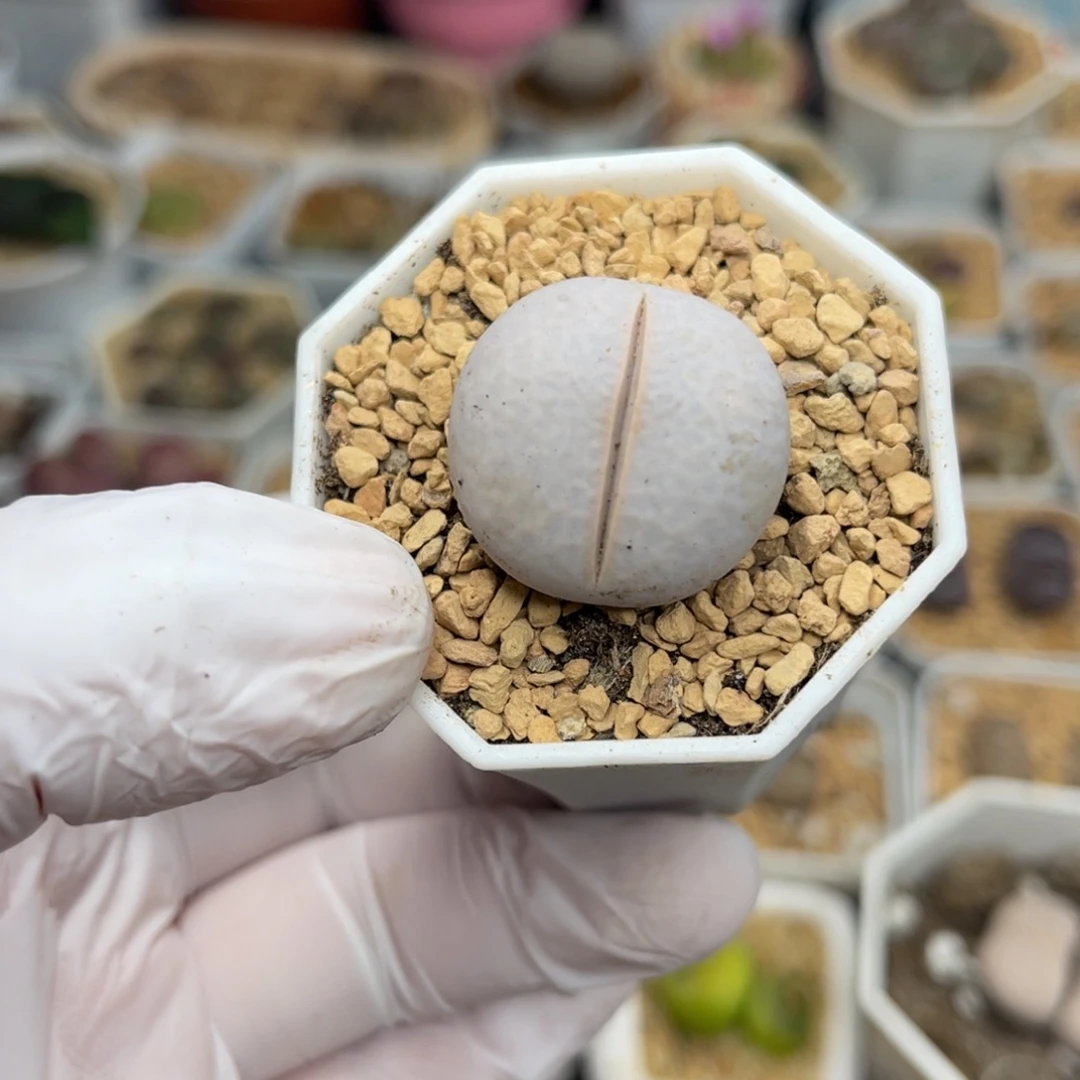 多肉植物一物一拍4