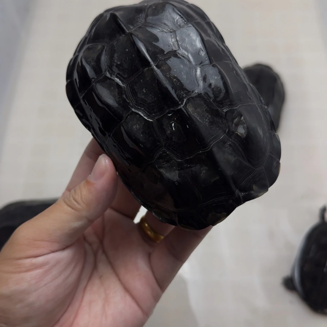 中华草龟公碳墨龟