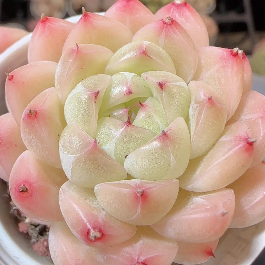 花语多肉1229-235