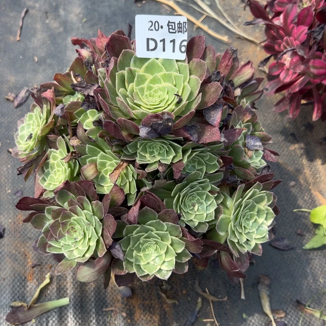 116万花筒，满20包邮