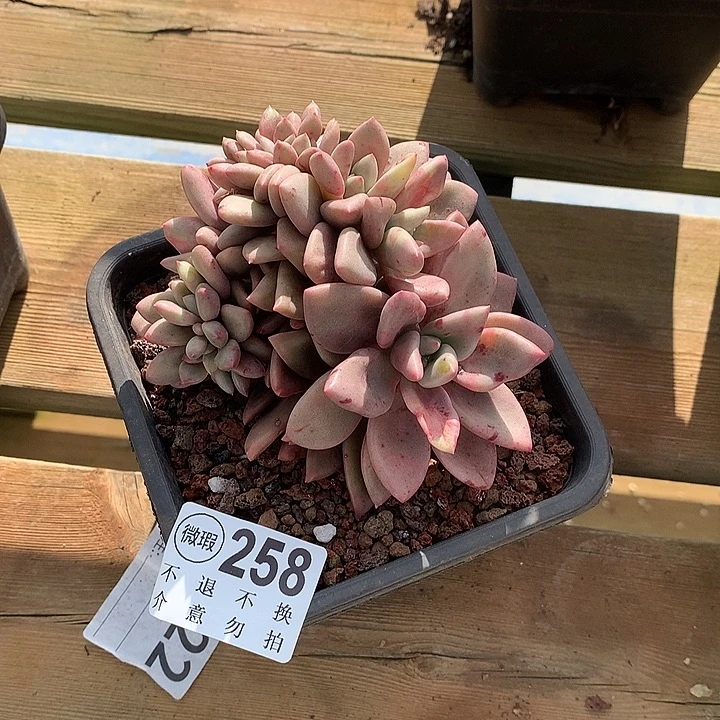 陈***莉桃花源缀化 默认侧切