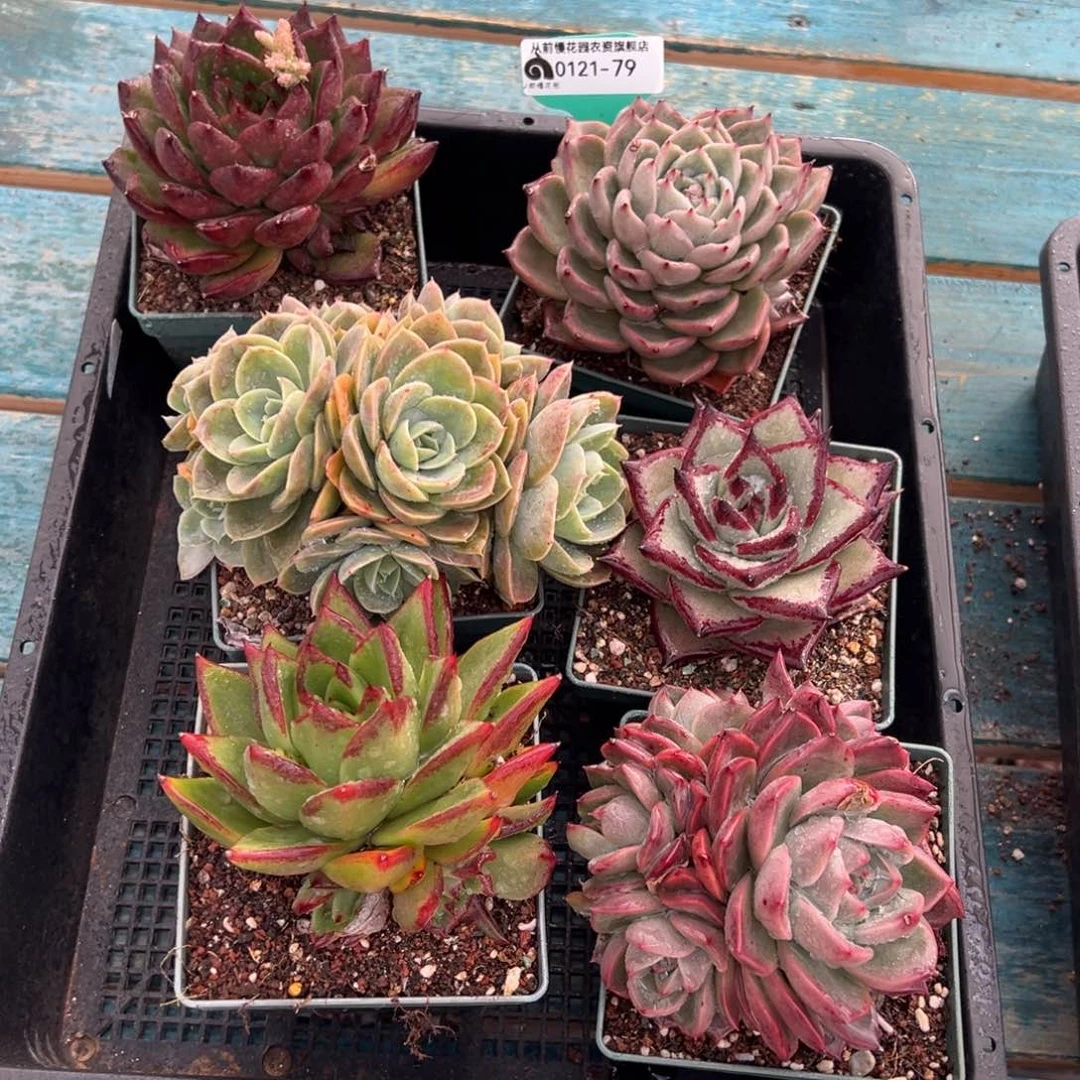 从前慢多肉精选编号0121.79