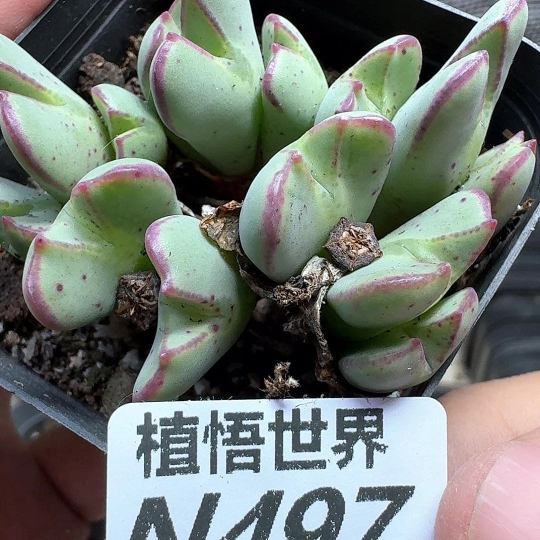 多肉植物的润泽发布n