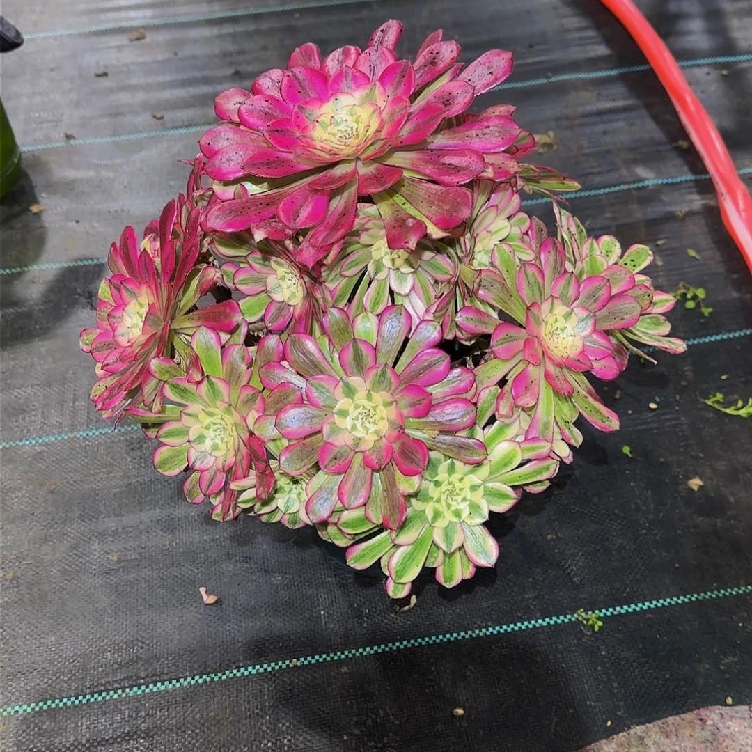 清*多肉植物红铜白老庄