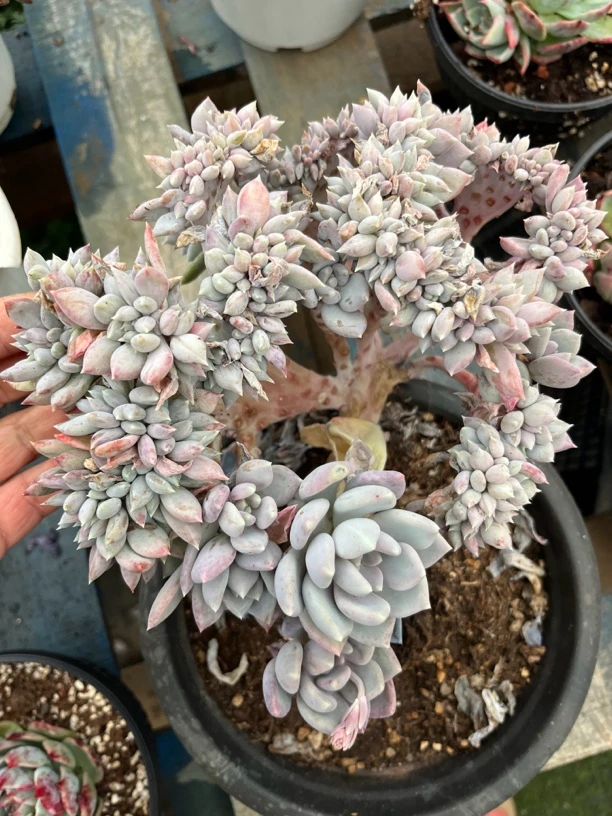 白胖子缀多肉一物一拍