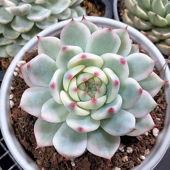 吉娃娃锦多肉植物