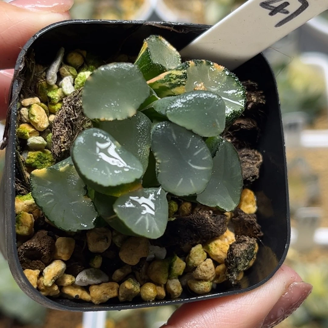 47欧大宝万象锦福利专场