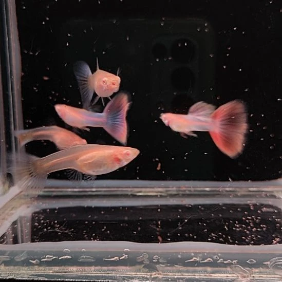 孔雀鱼天使彩虹3对
