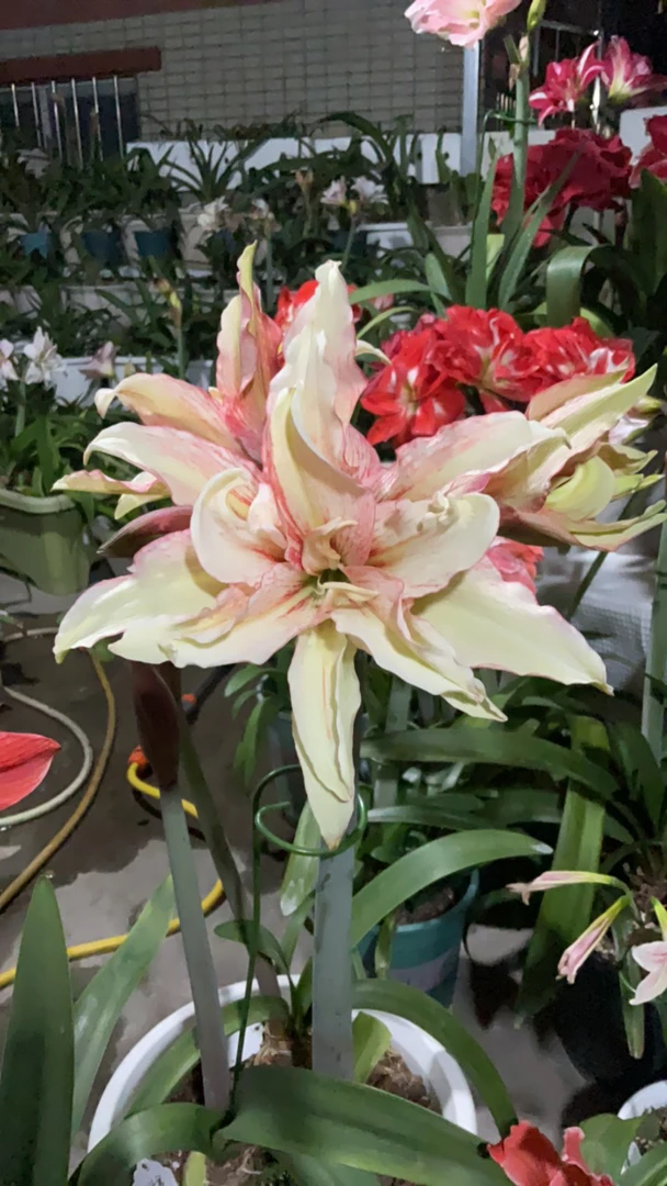 一物一拍朱顶红黄金姑娘带花剑包对版不包