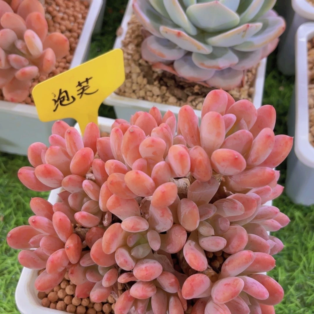 3****3我的小可爱们都好棒