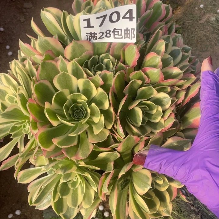 1704一号棚白凤多肉A