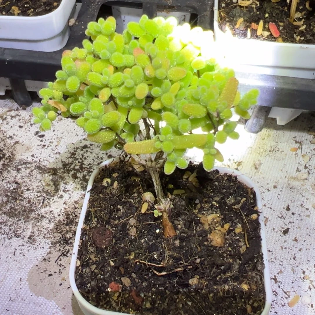 蜜橘白盆55杯树型