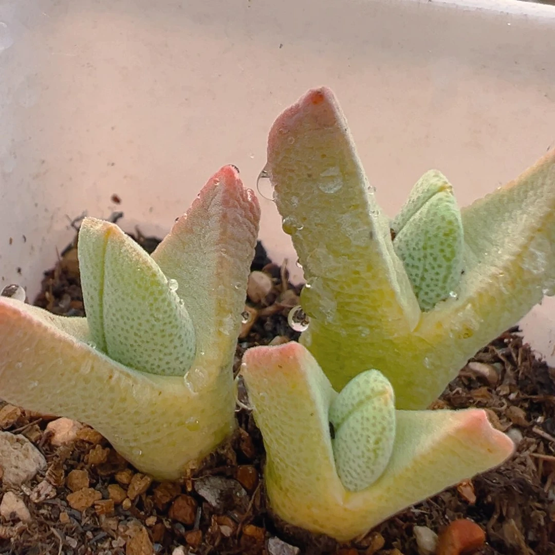 3008多肉植物百科知识