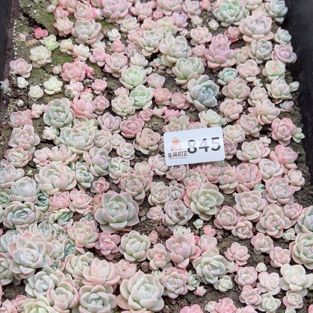 辣**枝多肉植物多肉植物