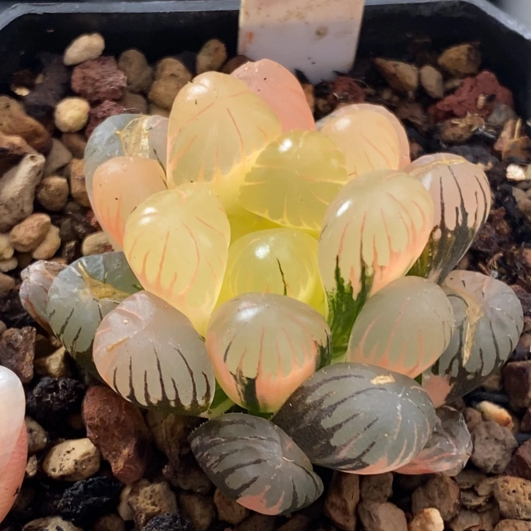 560号冰灯玉露锦带盆